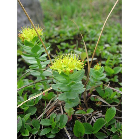 Rhodiola rosea L.