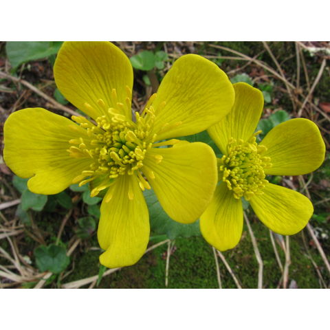 Caltha arctica R. Br.