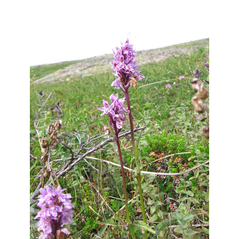 Dactylorhiza cf. transiens