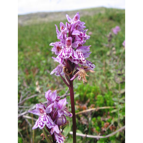 Dactylorhiza cf. transiens