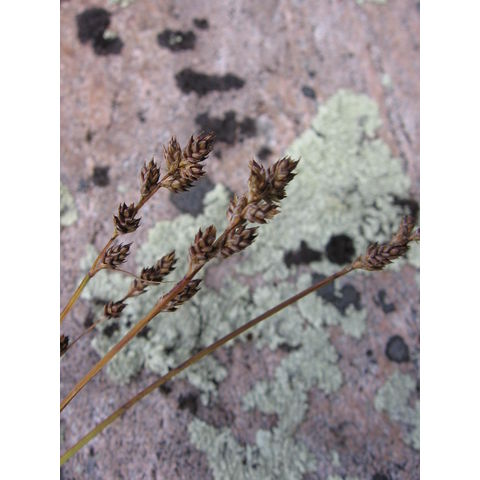 Carex brunnescens L.