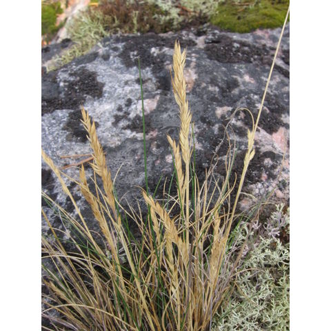 Festuca rubra