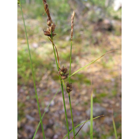 Carex globularis