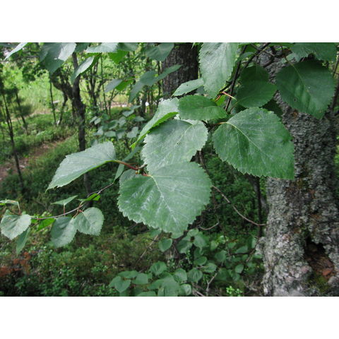 Betula pubescens Ehrh. s.l.