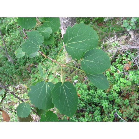 Populus tremula L.