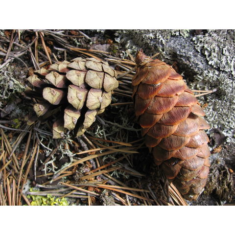 ����� Pinus silvestris L. � Picea fennica (Regel) Kom.
