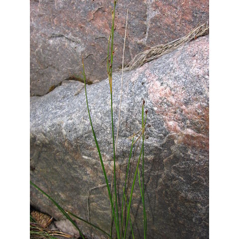 Juncus atrofuscus