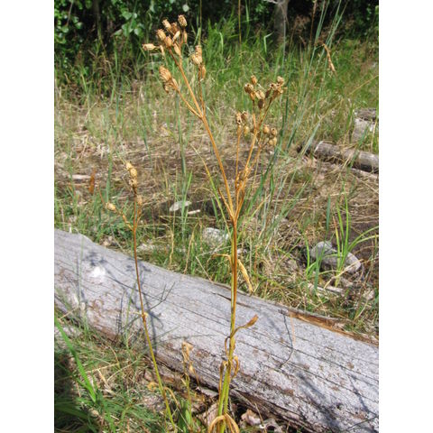 Coronaria flos-cuculi