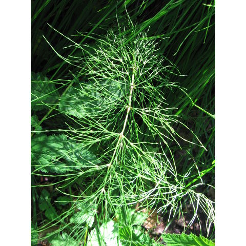 Equisetum sylvaticum