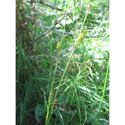 Carex vaginata