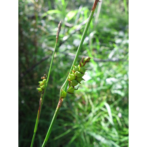 Carex vaginata