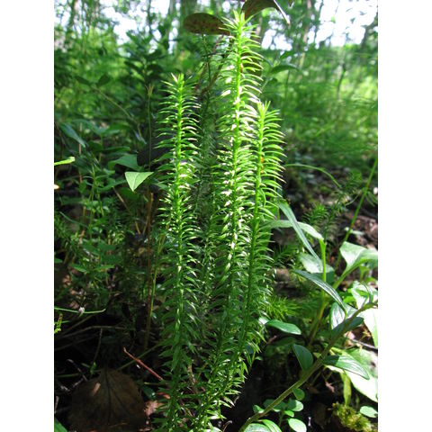Lycopodium annotinum