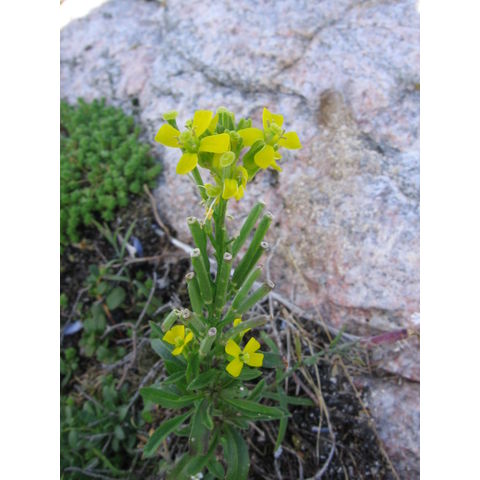 Erysimum hieracifolium 