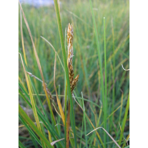 Carex mackenziei