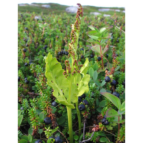 Botrychium boreale Milde