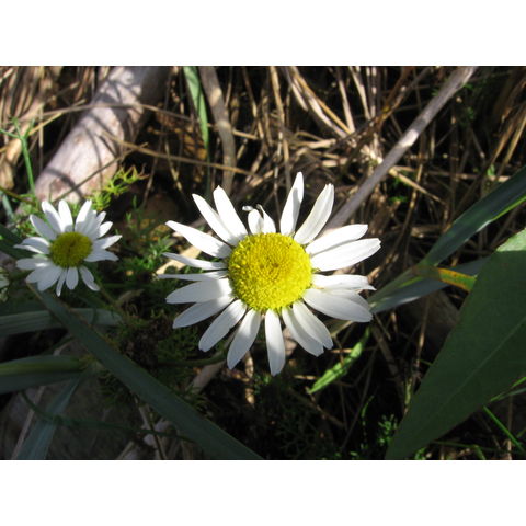 Tripleuroslermum maritimum