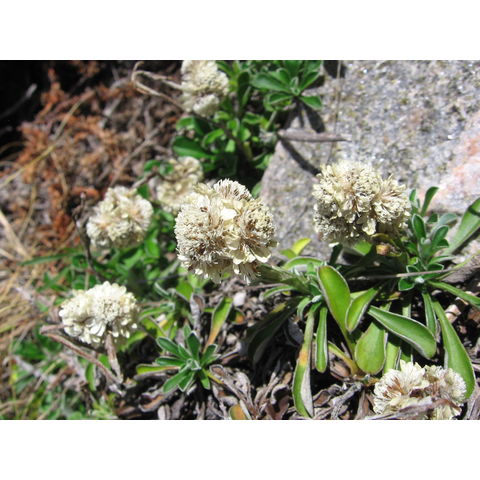 Antennaria dioica