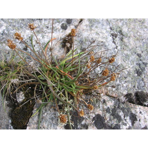 Plantago maritima (P. schrenkii)