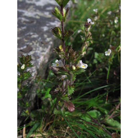 Euphrasia frigida