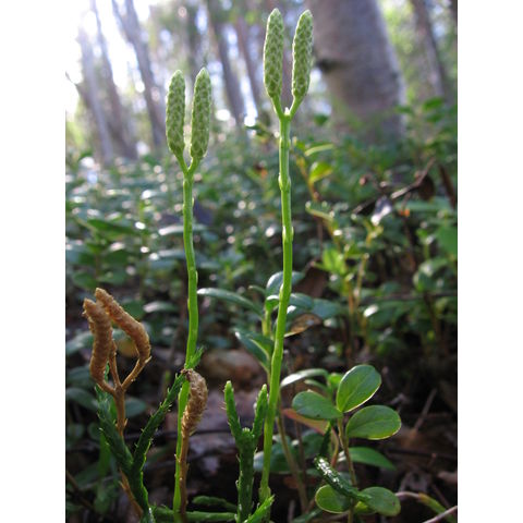 Lycopodium complanatum L.