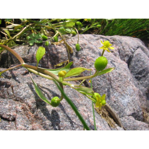 Ranunculus reptabundus