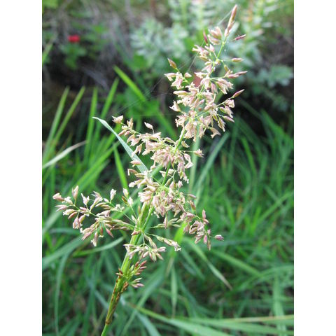 Agrostis stolonifera