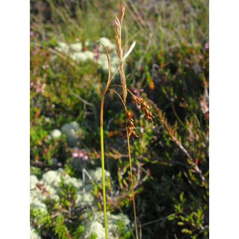 Carex capillaris
