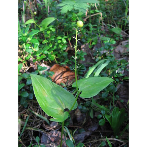 Maianthemum bifolium