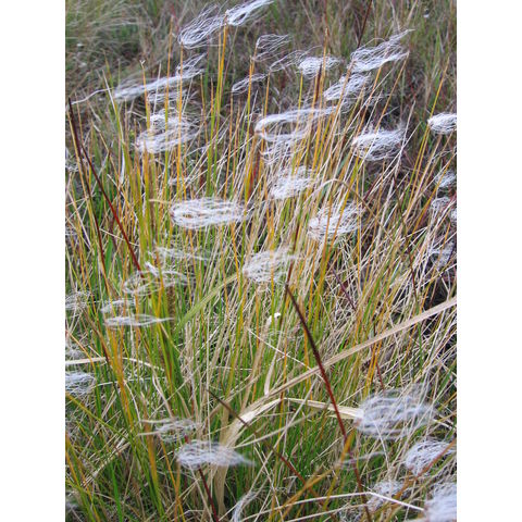 Trichophorum alpinum