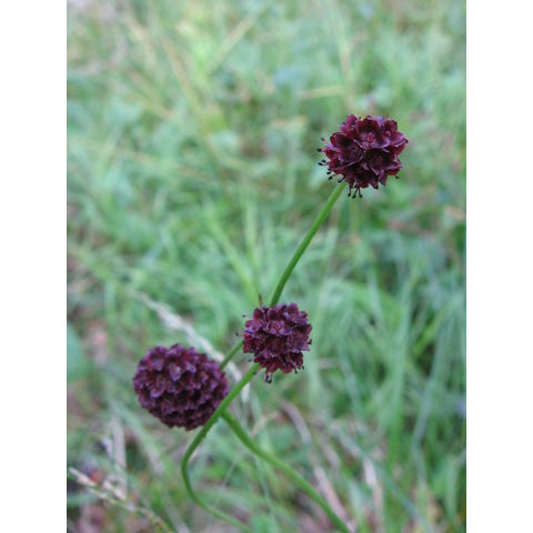 Sanguisorba officinalis