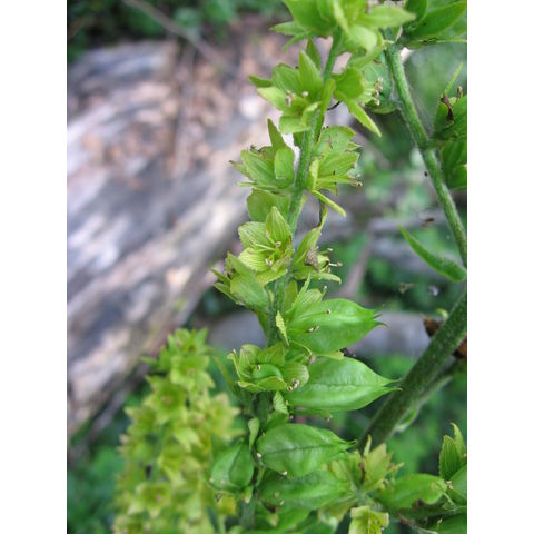 Veratrum lobelianum Bernh.