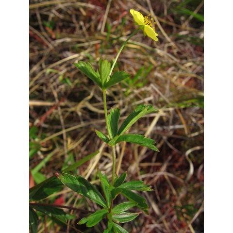 Potentilla erecta