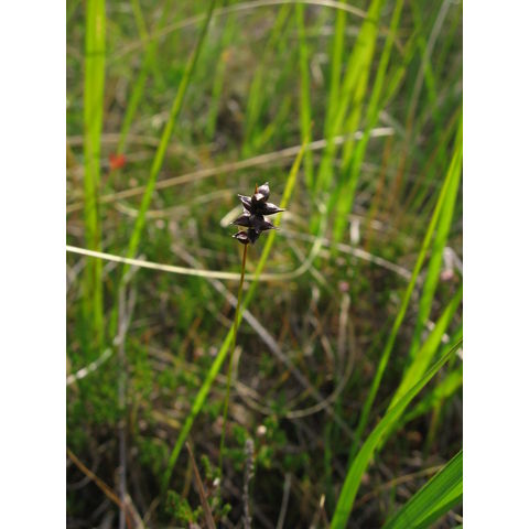 Carex dioica