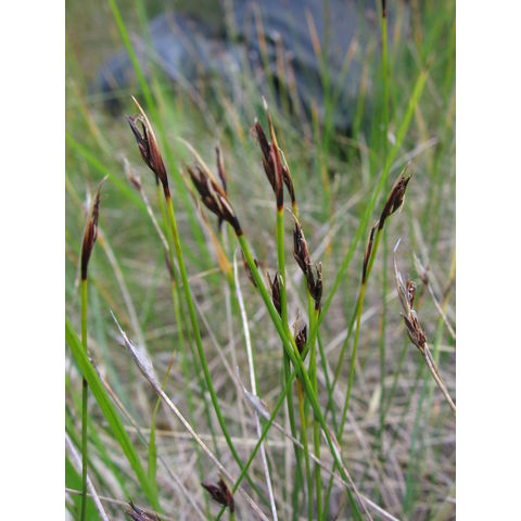 Schoenus ferrugineus