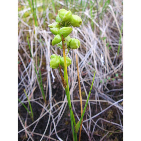 Scheuchzeria palustris L.