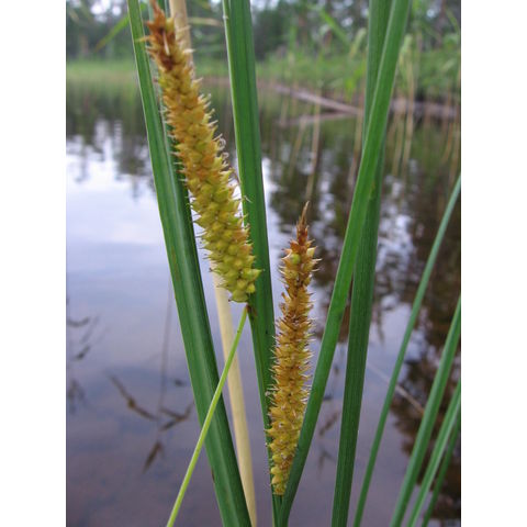 Carex rostrata