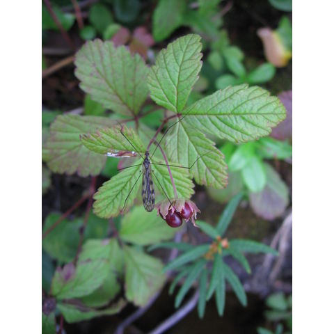 Rubus arcticus