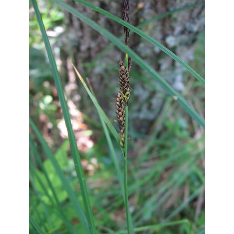 Carex juncella