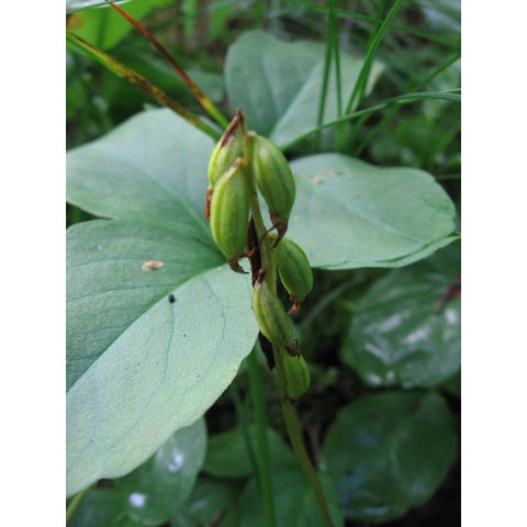 Corallorhiza trifida