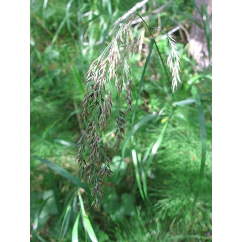 Calamagrostis purpurea