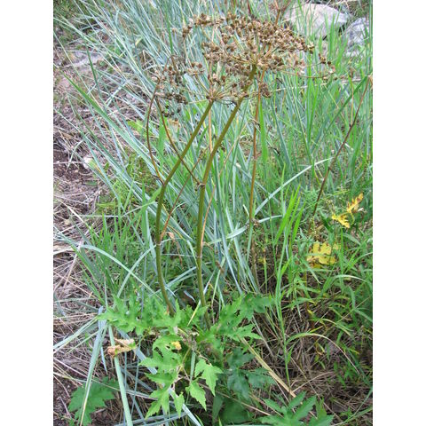 Heracleum sibiricum