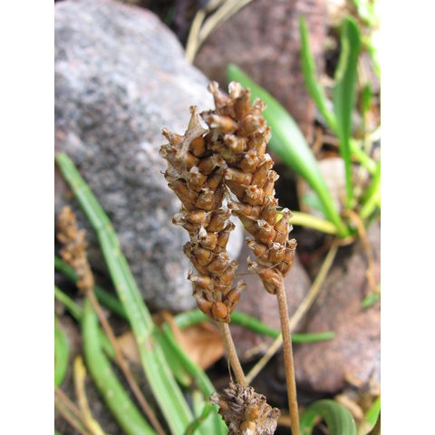 Plantago maritima
