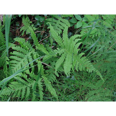 Phegorteris connectilis