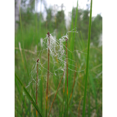 Trichophorum alpinum