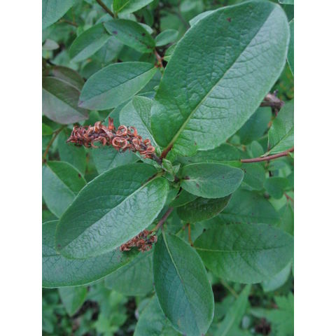 Salix hastata