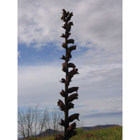 Orobanche