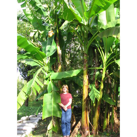 Катя и Musa basjoo