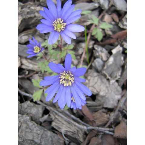 Anemone blanda