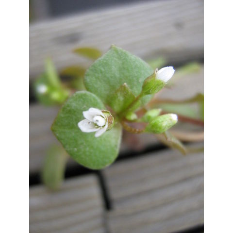 Montia spathulata, flower
