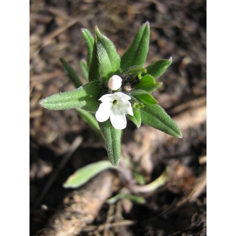 Lithospermum arvense